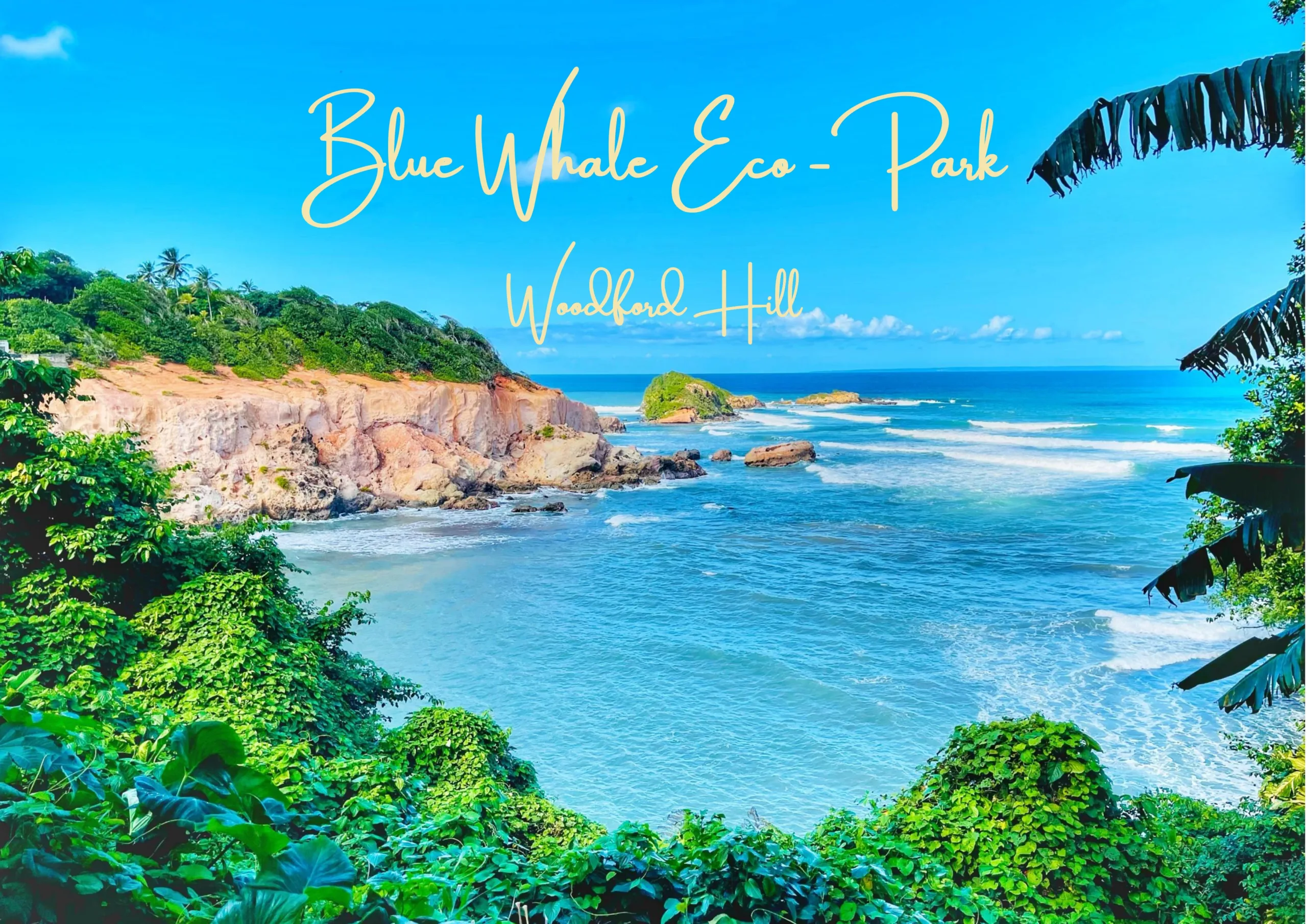 Blue Whale Eco cover photo
